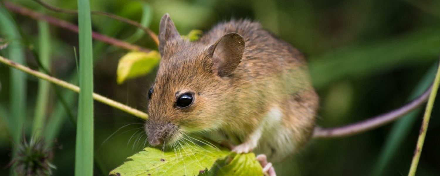 Mice Control in Oklahoma City, OK - Pest Control for Mice in Attics