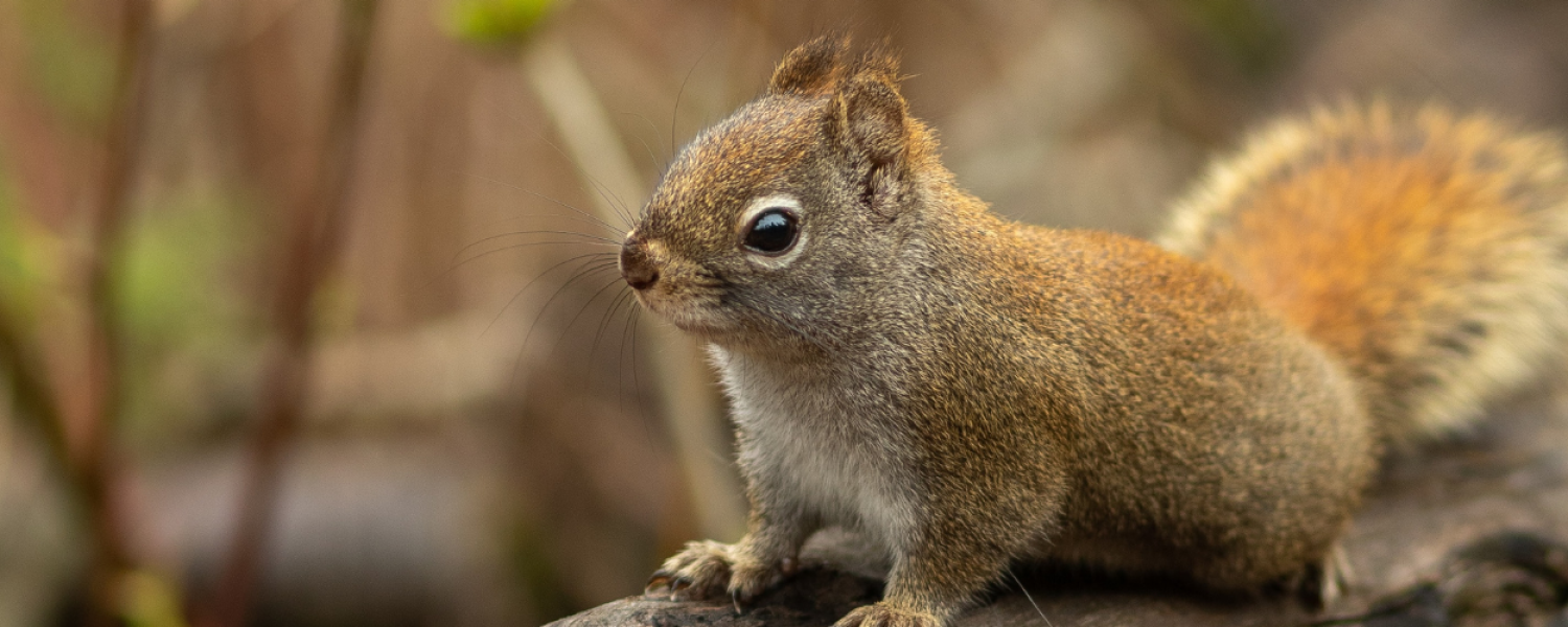 Squirrel Removal